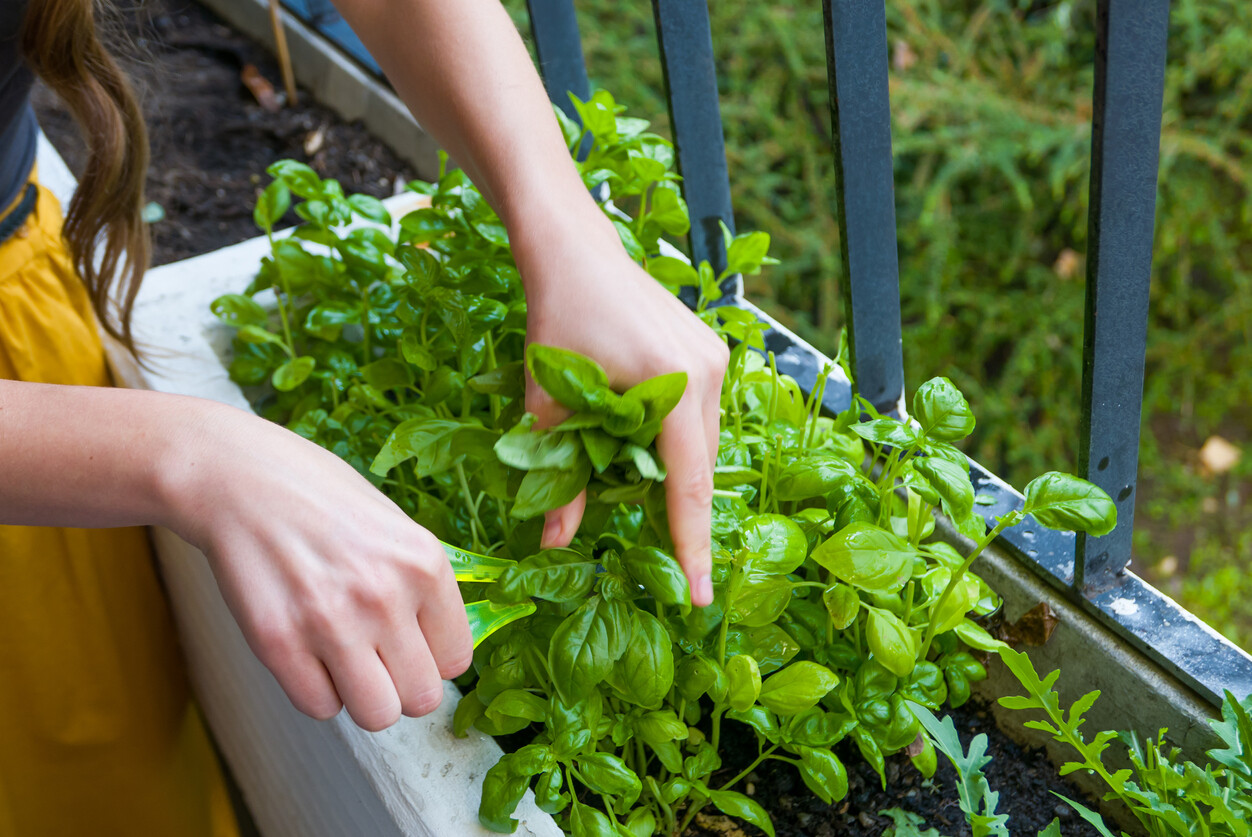 Guía completa para que puedas crear tu jardinera huerto urbano