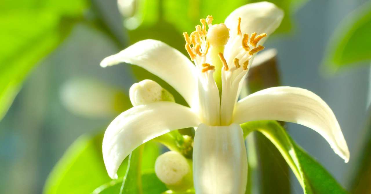 Plantas con olor a limón: identificación, descripción y usos en el hogar