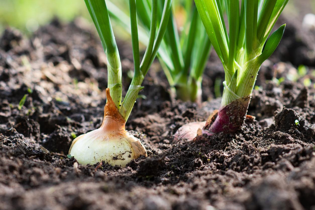 Guía completa sobre cómo escoger y cultivar cebollas para plantar