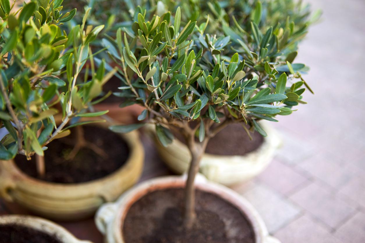 cómo plantar un olivo