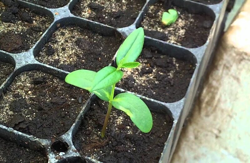 Guía y cuidados esenciales sobre cómo plantar un olivo