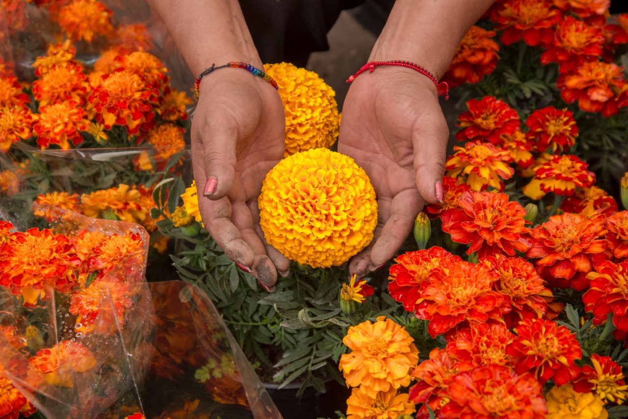 La planta flor de la vida: belleza y beneficios en tu hogar