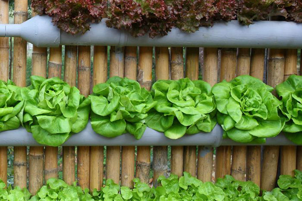 Huerto urbano vertical: cultivo sostenible en espacios reducidos
