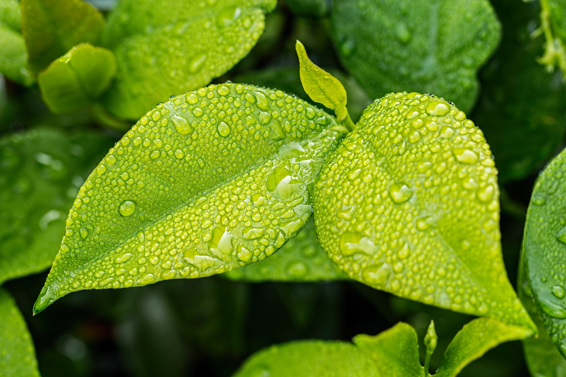 Magnesio para plantas: beneficios y usos en jardinería