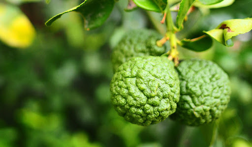 La planta bergamota es una joya del mundo de los cítricos, valorada por su aroma y sus múltiples usos.