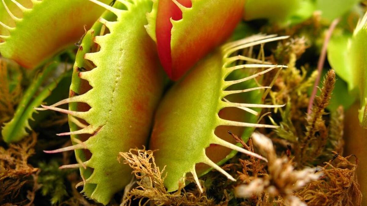Planta carnívora grande