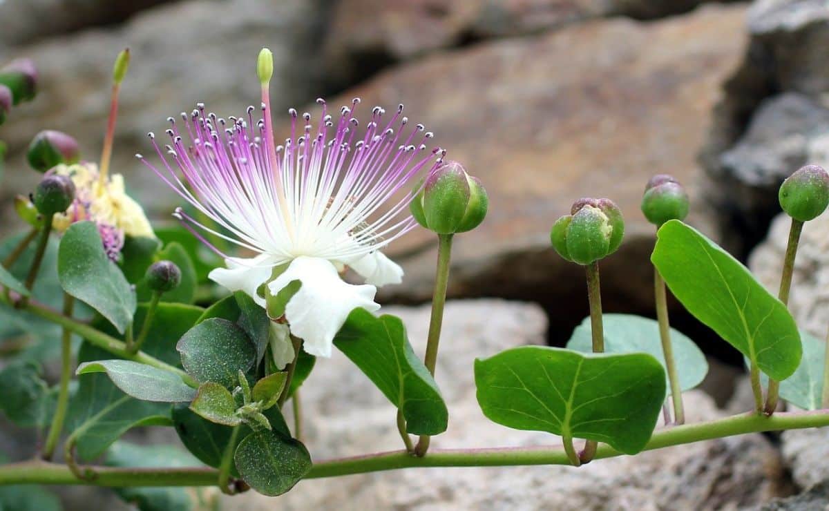 planta de alcaparra