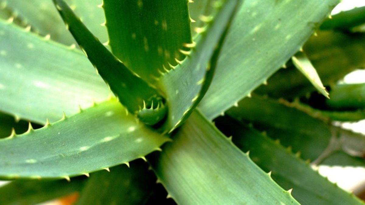 Descubriendo el aloe vera: usos comerciales, domésticos y farmacéuticos
