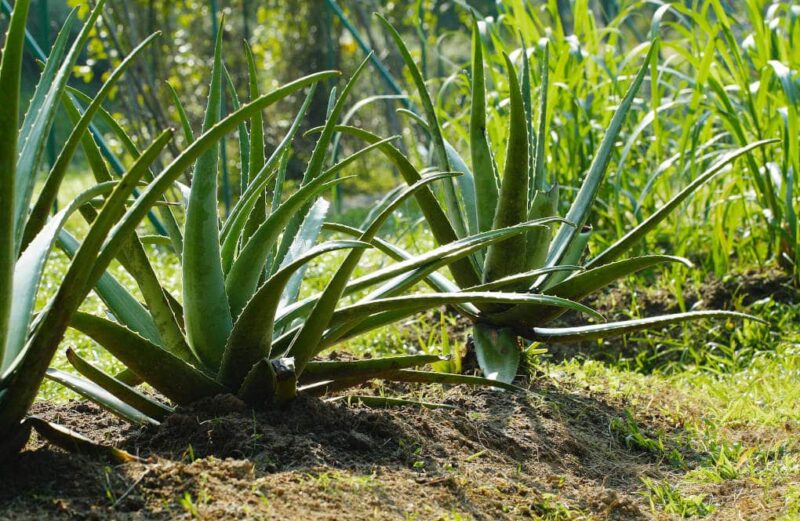 Planta de aloe vera: usos comerciales, domésticos y farmacéuticos