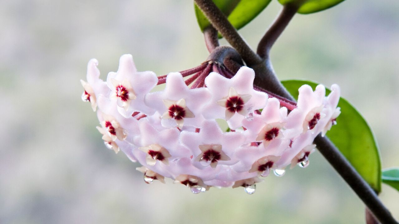 Conoce la planta de flores de cera: características, usos y curiosidades