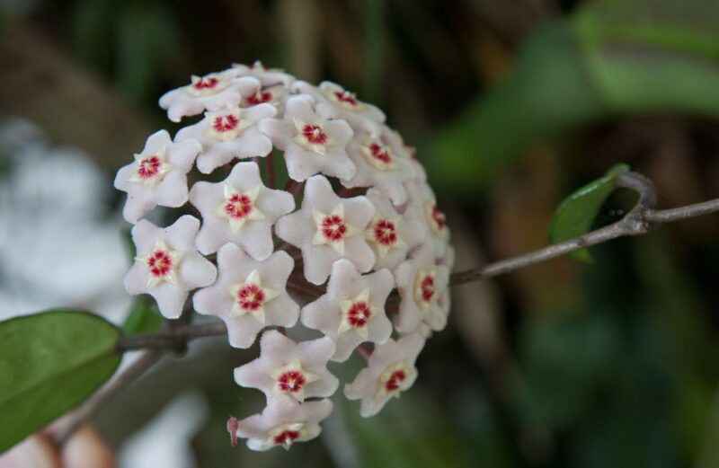 Planta de flores de cera: características, usos y curiosidades