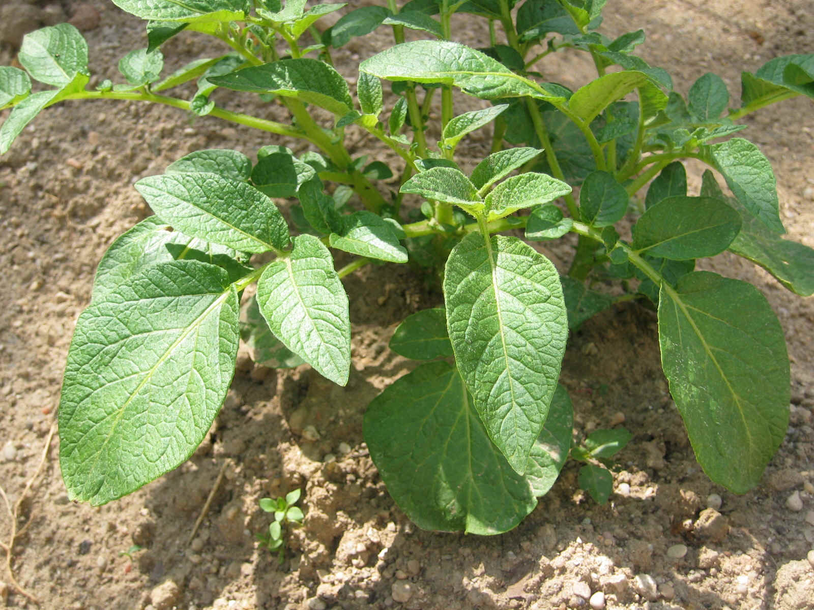 Cultiva tu planta de patatas en casa: recomendaciones y cuidados