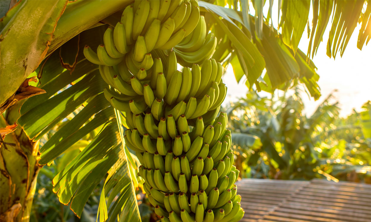 Todo lo que debes saber sobre la planta de platanero