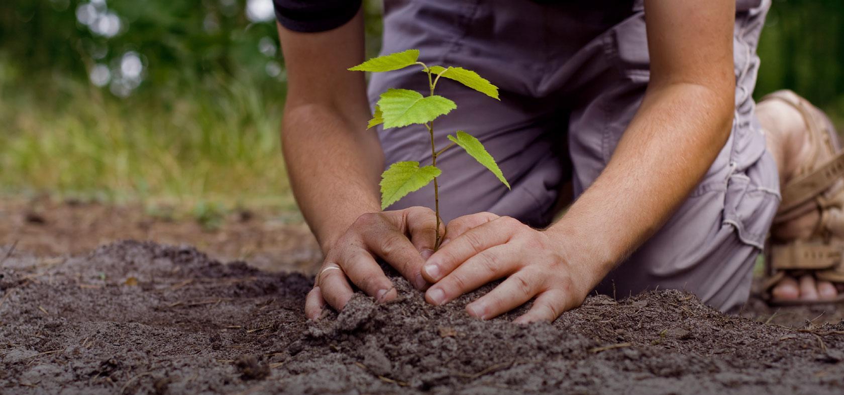 plantar un árbol
