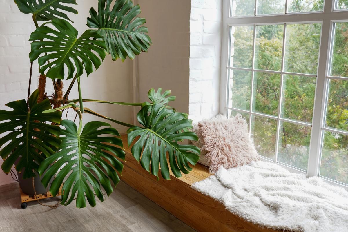 Plantas de interior verdes