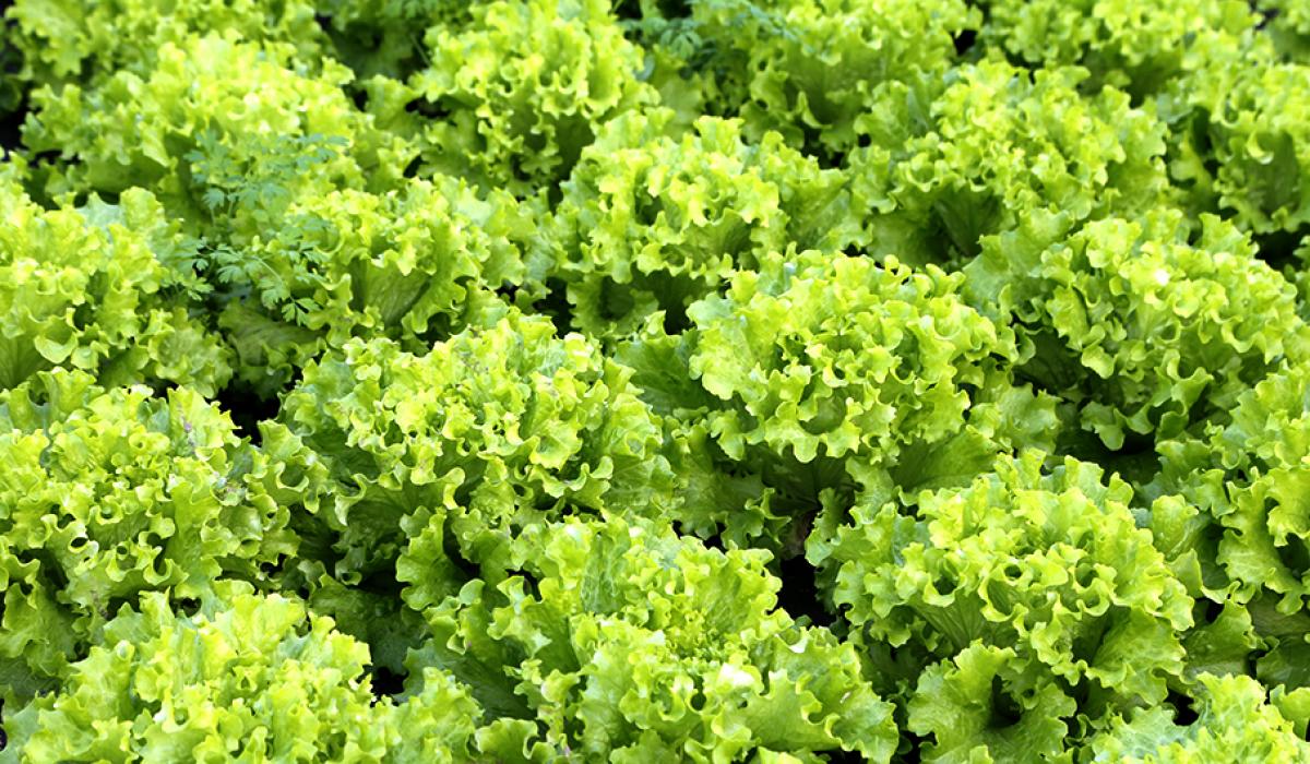 Plantas de lechuga: cultivo, suelos, desarrollo y protección
