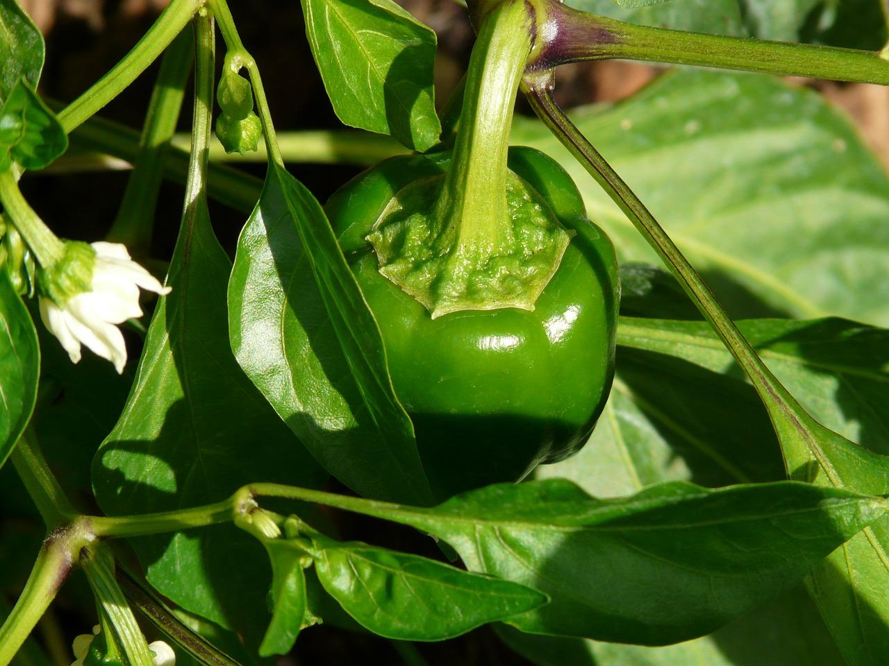 cultivar plantas de pimientos en el hogar es una actividad gratificante que permite disfrutar de vegetales frescos y sabrosos