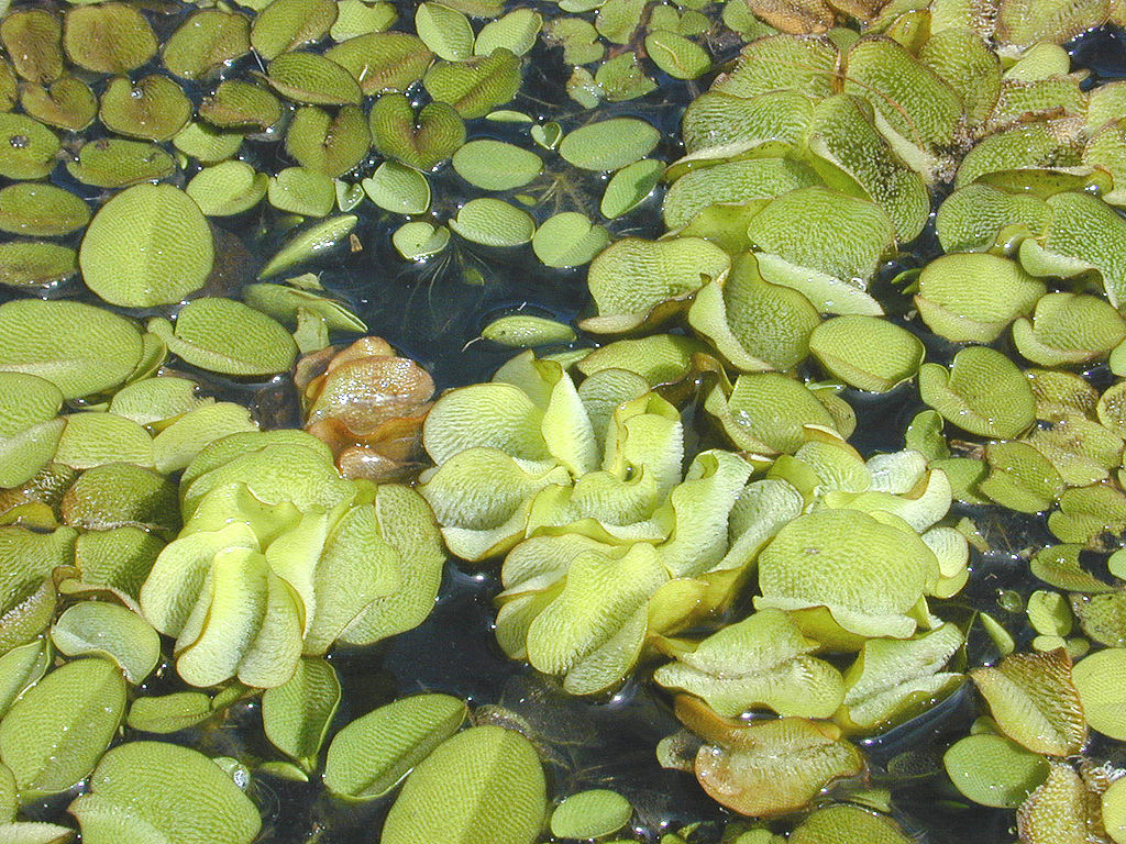 Integrar plantas flotantes para acuario no solo mejora la estética de tu tanque, sino que también contribuye a un ambiente acuático