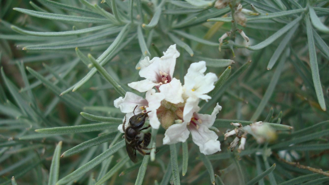 Plantas medicinales canarias