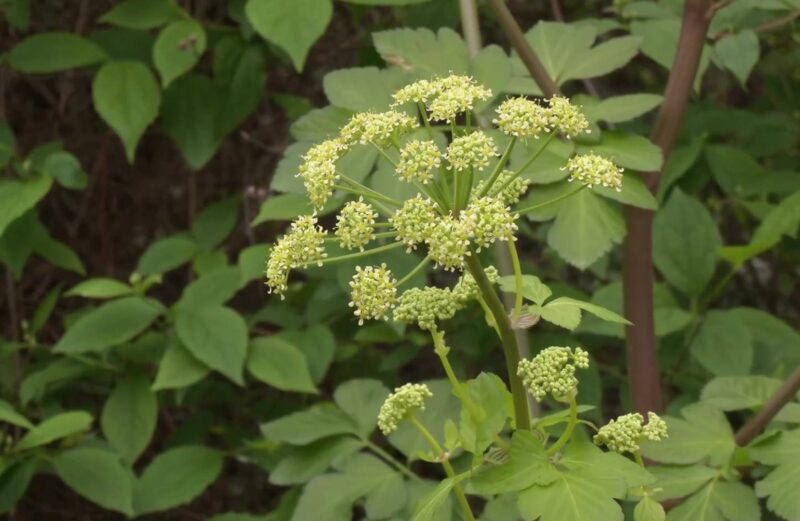 Plantas medicinales canarias: características, cuidados y usos