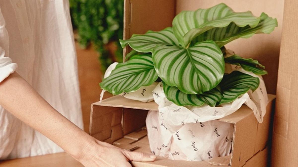 Ideas de plantas para regalar: elección, ejemplos y presentaciones