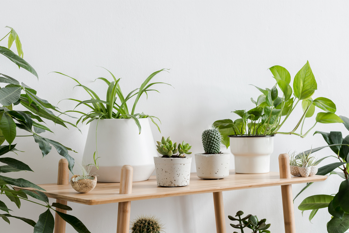 Las mejores plantas pequeñas de interior: decoración y cuidado