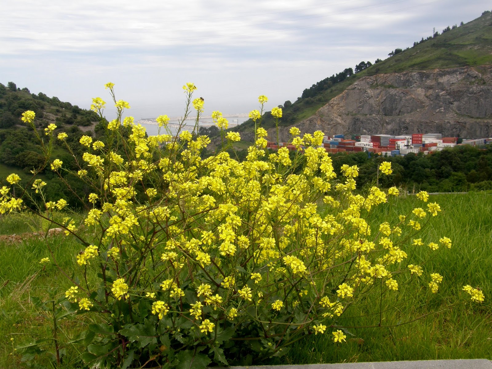 plantas silvestres de campo es crucial para mantener la biodiversidad global y asegurar el futuro de los ecosistemas naturales.