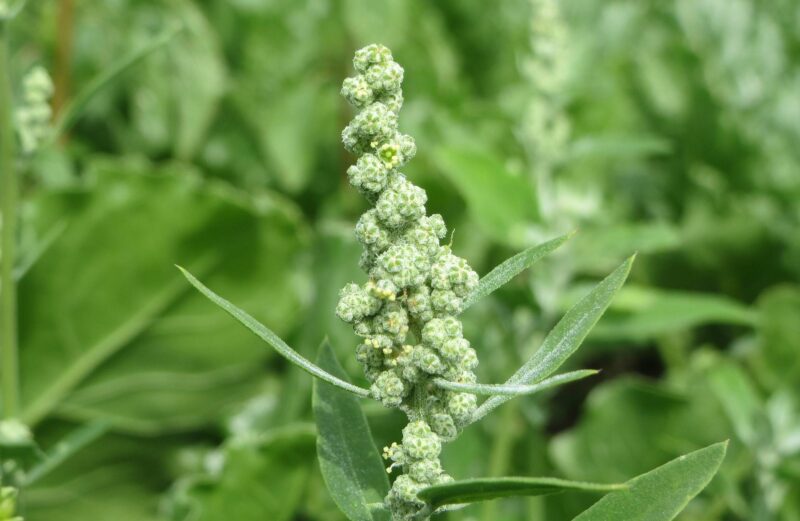 Plantas silvestres de campo: emblemas de la diversidad vegetal