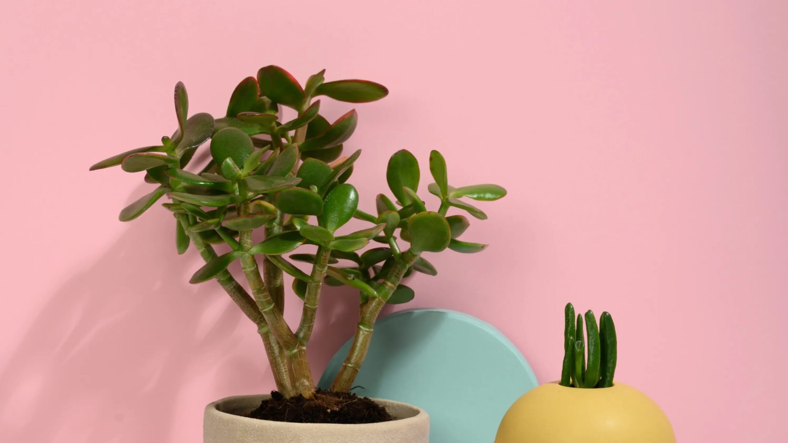 Propiedades mágicas de la planta jade: un tesoro verde en tu hogar