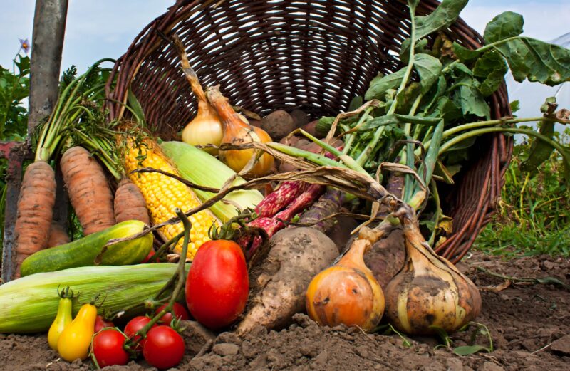 Los diferentes tipos de cultivos: especies ideales y productividad
